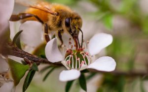 manuka